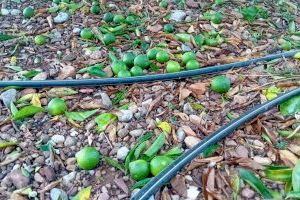 El sur de Castellón, arrasado por una de sus mayores tormentas: casi 30 millones de pérdidas y camino de la cosecha más baja de Clemenules - (foto 6)