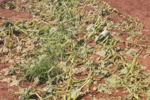 El sur de Castellón, arrasado por una de sus mayores tormentas: casi 30 millones de pérdidas y camino de la cosecha más baja de Clemenules - (foto 12)
