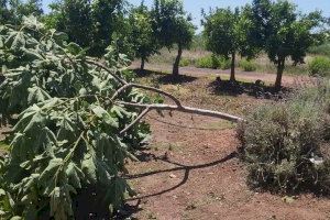 El sur de Castellón, arrasado por una de sus mayores tormentas: casi 30 millones de pérdidas y camino de la cosecha más baja de Clemenules - (foto 10)