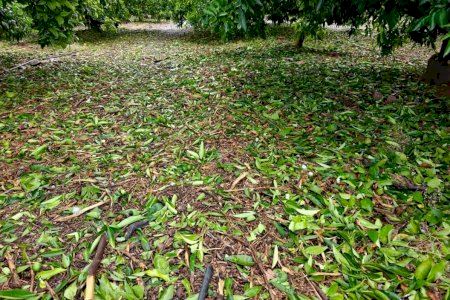 Cajamar moviliza 50 millones para ayudar a los agricultores tras el pedrisco en Castellón y Valencia