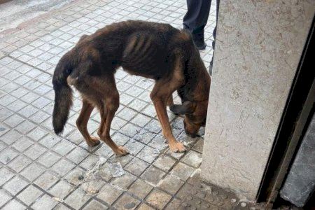 Rescatan en Sueca a un perro desnutrido y enfermo tras ser hallado en un almacén sin ventilación