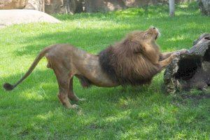 La población mundial de leones apenas supera los 22.000 ejemplares y cuatro de ellos se preservan en el Bioparc de Valencia - (foto 2)