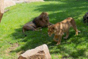 La población mundial de leones apenas supera los 22.000 ejemplares y cuatro de ellos se preservan en el Bioparc de Valencia - (foto 3)