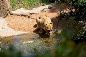 La población mundial de leones apenas supera los 22.000 ejemplares y cuatro de ellos se preservan en el Bioparc de Valencia - (foto 4)