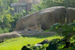 La población mundial de leones apenas supera los 22.000 ejemplares y cuatro de ellos se preservan en el Bioparc de Valencia - (foto 5)