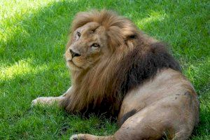La población mundial de leones apenas supera los 22.000 ejemplares y cuatro de ellos se preservan en el Bioparc de Valencia