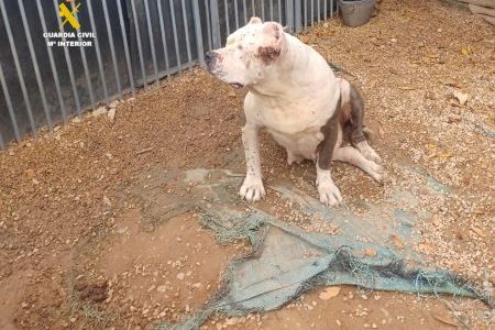 Descubren a once bulldogs americanos maltratados y mal alimentados en Benicarló: la Guardia Civil investiga a un joven
