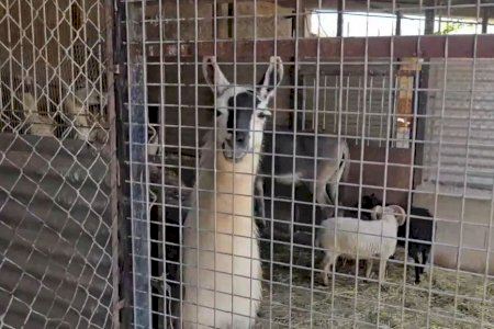 El zoo clandestino de Nules alberga más de 150 animales como “hobby” y seguirán bajo custodia del dueño