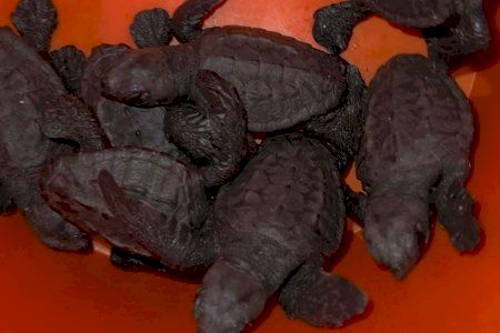 Nules asiste a un nacimiento histórico de tortugas en sus playas con hasta 90 ejemplares