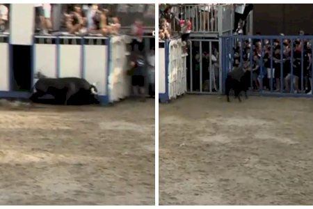 VÍDEO | Un toro hiere a un hombre en Burriana y acaba rompiéndose un cuerno tras estamparse contra una pared