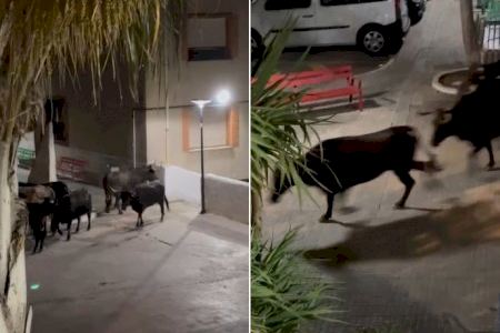 VÍDEO | Un poble de Castelló prohibeix eixir al camp després d'una fugida de vaques dels festejos taurins