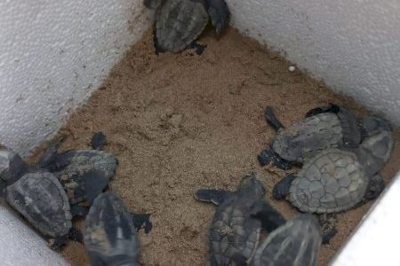 Nacimiento de tortugas bobas en la playa de Alcossebre