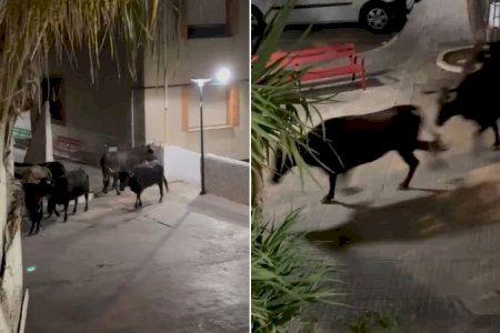 Alcalà de Xivert segueix en alerta: capturen dues vaques, però tres continuen soltes després de la fugida taurina