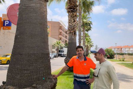 Nules protege sus palmeras de la plaga más temida con un novedoso sistema 'made in Vilavella'