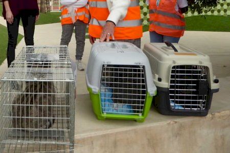 La Diputación de Alicante concede 5.000 € para la “Esterilización de Gatos callejeros” en La Nucía