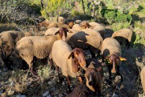 Animales salvajes atacan en Alicante a un rebaño que lucha por la regeneración de la montaña: una cría muerta y varias ovejas desaparecidas Animales salvajes atacan en Alicante a un rebaño que lucha por la regeneración de la montaña: una cría muerta y varias ovejas desaparecidas