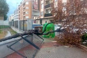 El temporal desploma un árbol de la escoleta de Burriana y destroza el muro