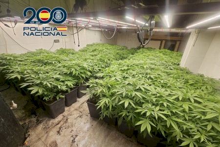 Las 'fábricas de la droga': encuentran en varias localidades de Alicante uno de los mayores cultivos de marihuana