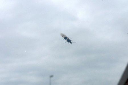 El misteriós “vol nupcial” que envaeix la Comunitat Valenciana després de les pluges El misteriós “vol nupcial” que envaeix la Comunitat Valenciana després de les pluges