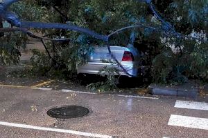 El temporal deixa nombrosos arbres caiguts en València - (foto 2) El temporal deixa nombrosos arbres caiguts en València - (foto 2)