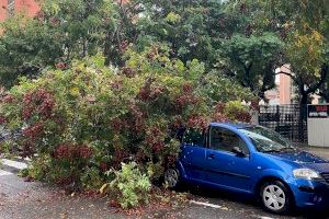 El temporal deixa nombrosos arbres caiguts en València - (foto 4) El temporal deixa nombrosos arbres caiguts en València - (foto 4)