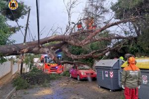 El temporal deixa nombrosos arbres caiguts en València - (foto 6) El temporal deixa nombrosos arbres caiguts en València - (foto 6)