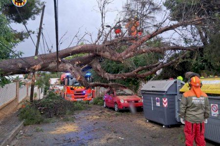 El temporal deixa nombrosos arbres caiguts en València El temporal deixa nombrosos arbres caiguts en València