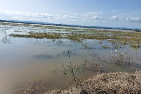 Plou sobre mullat en el camp valencià: la DANA causa destrosses en l'arròs, cítrics i caquis