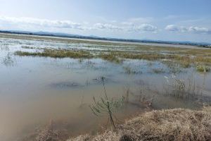 Plou sobre mullat en el camp valencià: la DANA causa destrosses en l'arròs, cítrics i caquis