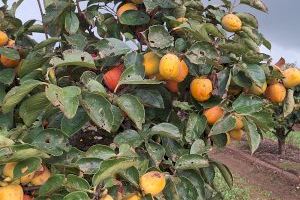 Plou sobre mullat en el camp valencià: la DANA causa destrosses en l'arròs, cítrics i caquis - (foto 2)