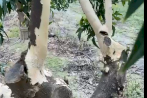 La Unió Llauradora denúncia que 15 municipis valencians es queden sense ajudes per al control del senglar - (foto 3) La Unió Llauradora denúncia que 15 municipis valencians es queden sense ajudes per al control del senglar - (foto 3)
