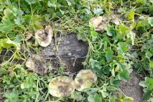 La Unió Llauradora denúncia que 15 municipis valencians es queden sense ajudes per al control del senglar - (foto 4) La Unió Llauradora denúncia que 15 municipis valencians es queden sense ajudes per al control del senglar - (foto 4)