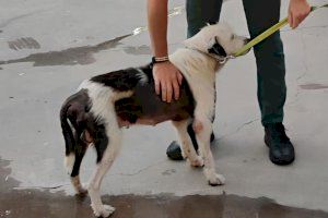 Tres cirurgies d'urgència salven la vida a un gos trobat en condicions extremes a Les Alqueries
