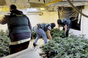 Silla i Albal, entre els municipis valencians on va caure una de les majors xarxes de marihuana d'Europa