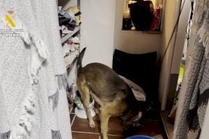 Silla i Albal, entre els municipis valencians on va caure una de les majors xarxes de marihuana d'Europa - (foto 3)