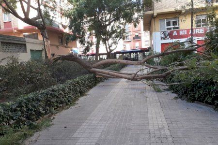 AEMET activa avisos por una 'ponentada' de libro con rachas de hasta 80 km/h y temperaturas de más de 30 grados en la Comunitat Valenciana