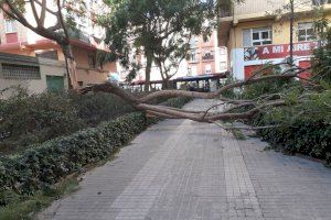 AEMET activa avisos por una 'ponentada' de libro con rachas de hasta 80 km/h y temperaturas de más de 30 grados en la Comunitat Valenciana