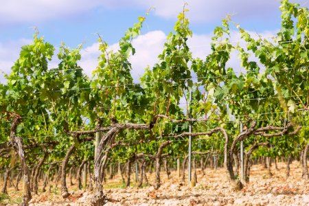 La Universidad de Alicante celebra la IV Jornada de Economía y Dirección de Empresas Vitivinícolas La Universidad de Alicante celebra la IV Jornada de Economía y Dirección de Empresas Vitivinícolas