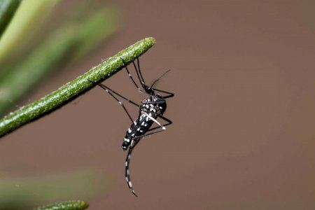 Nules tiene la pócima contra la plaga de mosquitos: una solución práctica y no contaminante
