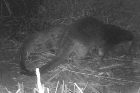 Buenas noticias en el río Mijares: el animal que se asienta diez años después de su reaparición