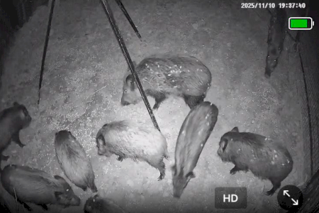 Capturados 36 cerdos jabalíes en una noche con un nuevo método más ético y sostenible