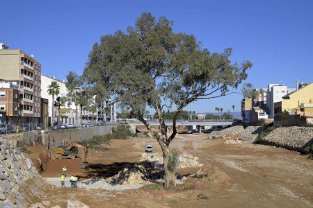 El eucalipto de Paiporta, símbolo de la DANA, aspira a ser Árbol del Año 2026