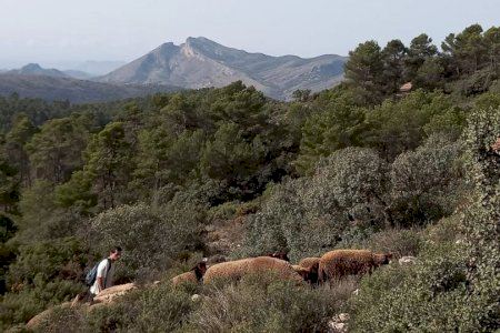 Las ovejas ayudan a mantener limpios los montes de Xixona para minimizar el riesgo de incendios