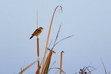 El carricerín cejudo, protagonista del nuevo material divulgativo que llegará a las escuelas de Burriana, Almassora y Vila-real