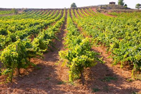 2026 porta la primera alegria per a una localitat valenciana: serà reconeguda com la capital espanyola del vi 2026 porta la primera alegria per a una localitat valenciana: serà reconeguda com la capital espanyola del vi