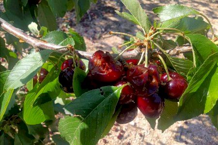 Asaja Alicante exige a la Conselleria de Agricultura que agilice la resolución de las ayudas a la cereza Asaja Alicante exige a la Conselleria de Agricultura que agilice la resolución de las ayudas a la cereza