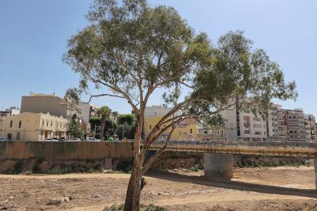 El gigantesco árbol que sobrevivió a la riada en Paiporta sube al podium de los árboles españoles de 2025