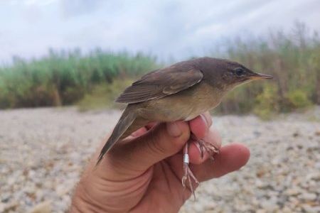 La campaña de anillamiento del Grup Au en el marco del proyecto Life AWoM registra 364 aves de 19 especies