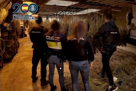 Encuentran un invernadero de marihuana en una nave industrial de Petrer y detienen a tres personas