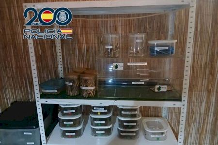 Detenidos en Alfaz del Pi dos hombres por tráfico de drogas y pertenencia a grupo criminal Detenidos en Alfaz del Pi dos hombres por tráfico de drogas y pertenencia a grupo criminal